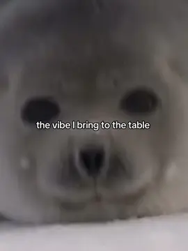 ugh. #me #seal #relatable #fyp 