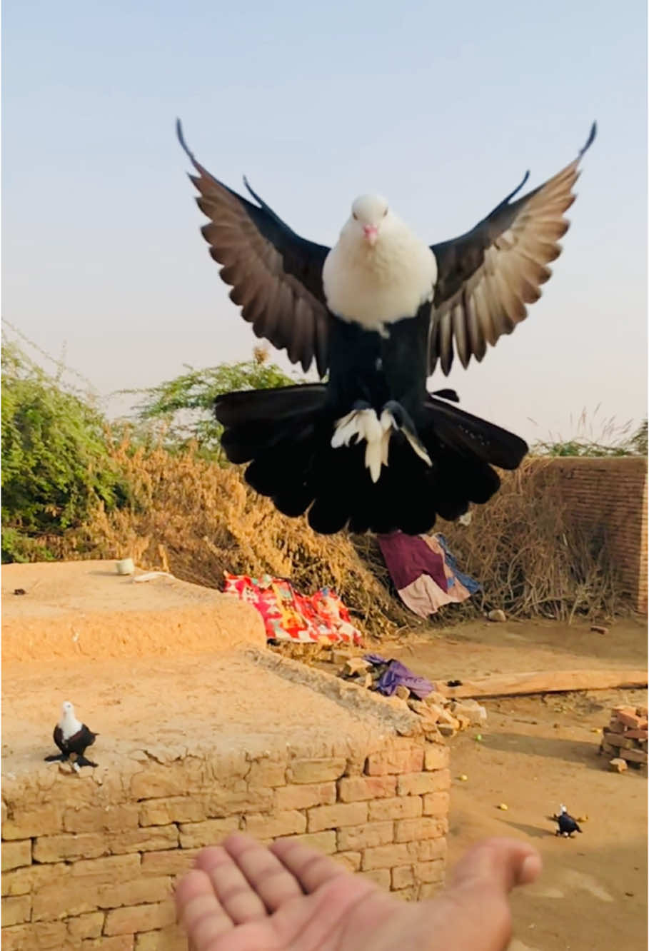 #handtime🦅 #muhammad_qasim_offical 