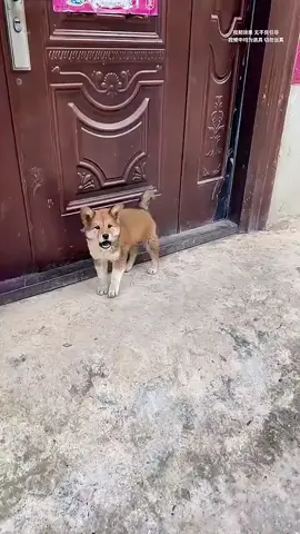 sợ hết cả chó#dongvatdethuong #giaitrivuive #kenhgiaitri #dongvathaihuoc #dongvatcute 