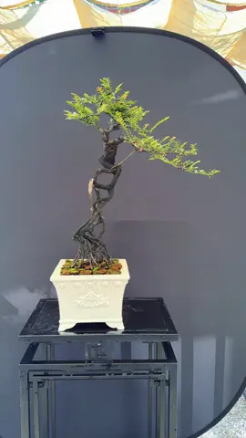 Tùng đen bàn trà 🍵  #hactungvien #tungden #caycanh #bonsai #caycanhnghethuat 