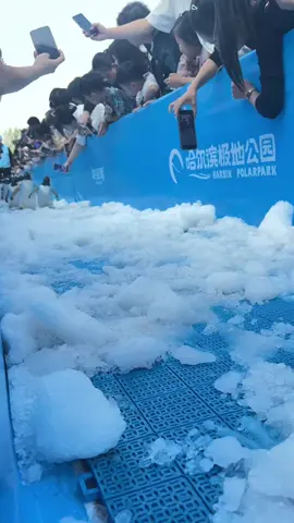 Mê tụi này #petcute #khoanhkhacdangyeu #chimcanhcut 