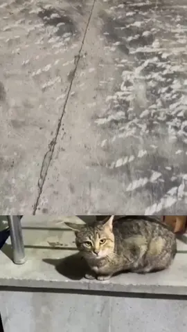 Just petting the cat, nothing to see here. #tanks 