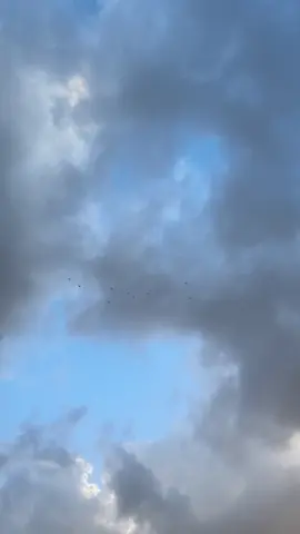 #الشمالية_محس_ودناقله_شوايقة_حلفا #الطمبور_صديقنا_وعزنا_وملجأنا🎶🎼 #محمد_النصري #سودانيز_تيك_توك_مشاهير_السودان🇸🇩 #sudanese_tiktok 