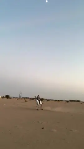 #خيل_وخياله🐎 #اكسبلورexplore❥🕊 #الهاشتاقات_للشيوخ 