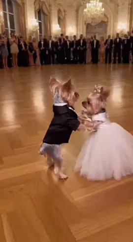 Два йорки, велика сцена і ідеальний вальс😅 #yorkshireterrier #йорк #вальс  #viral #fyp 