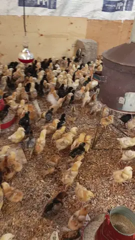 Welcome to gratia poultry.  We have brooded & well vaccinated chicks.  Commercial layers  Improved kienyeji Available breeds are: kari, sasso, kuroiler, kenbro, rainbow.  They are fast to growth &have a good resistance to cold &diseases.  Improved kienyeji Dayold @90 1week @130 2weeks@160 3weeks@180 4weeks@230 2 months @ksh.400 4/5weeks point of lay@850 Commercial layers Day old@135 3months @550 Point of lay @750 📍mwihoko kiambu county 📞0759818181/0724575614/0721448218 Visit: www.gratiafarms.co.ke #poultryfarming #fullyvaccinatedchicks #improvedkienyejiforsale #fyppppppppppppppppppppppp #deliveriescountrywide 