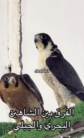 الفرق بين الجبلي والبحري#شاهين #الجبيل 