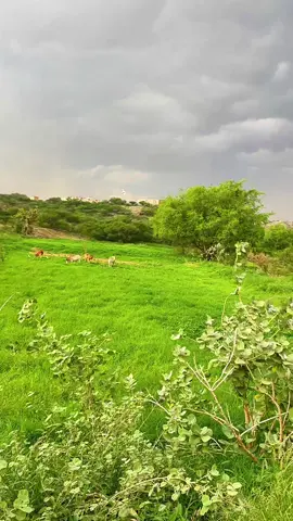 #الشاعر_حسن_ابو_عله #اكسبلورexplore #trending #قرية_الرد #fypシ゚ 