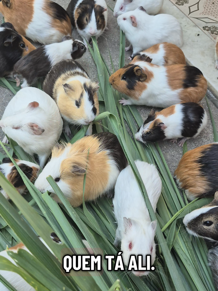 Capim pra matar a fome!