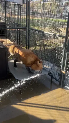 Linyn fox has water chompies!  In the 9 years I’ve been working with foxes I have NEVER had a fox do this!  The behavior started slowly just a few days ago, and today blossomed fully into play! I wasn’t sure at first if he was “attacking the water” but after a little time today, it’s clear he is playing! How cute!  Do you have any pets who like doing water chompies?! 