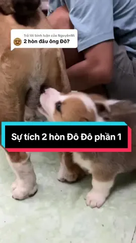 Trả lời @NguyênMi  lúc trước đầy đặn lắm/ bây giờ súng đạn mất hết rồi 😆😆 #nhabedo 