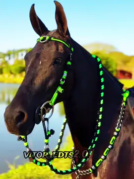 #cavalos#viraliza#fyy