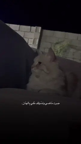صِرت مَاضي وتسّولف عّلي بِالچَان . #cat #تصويري_احترافي_الاجواء👌🏻🕊😴 #عباراتكم_الفخمه📿📌 #قطط #الانبار_موصل_بغداد_اربيل_كل_المحافظات 