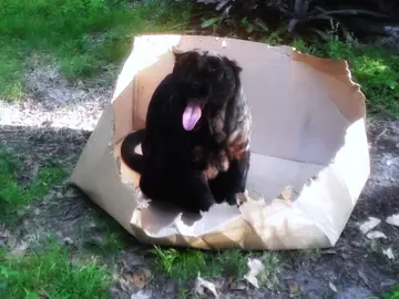 big cats like boxes too #bigcat #animals 