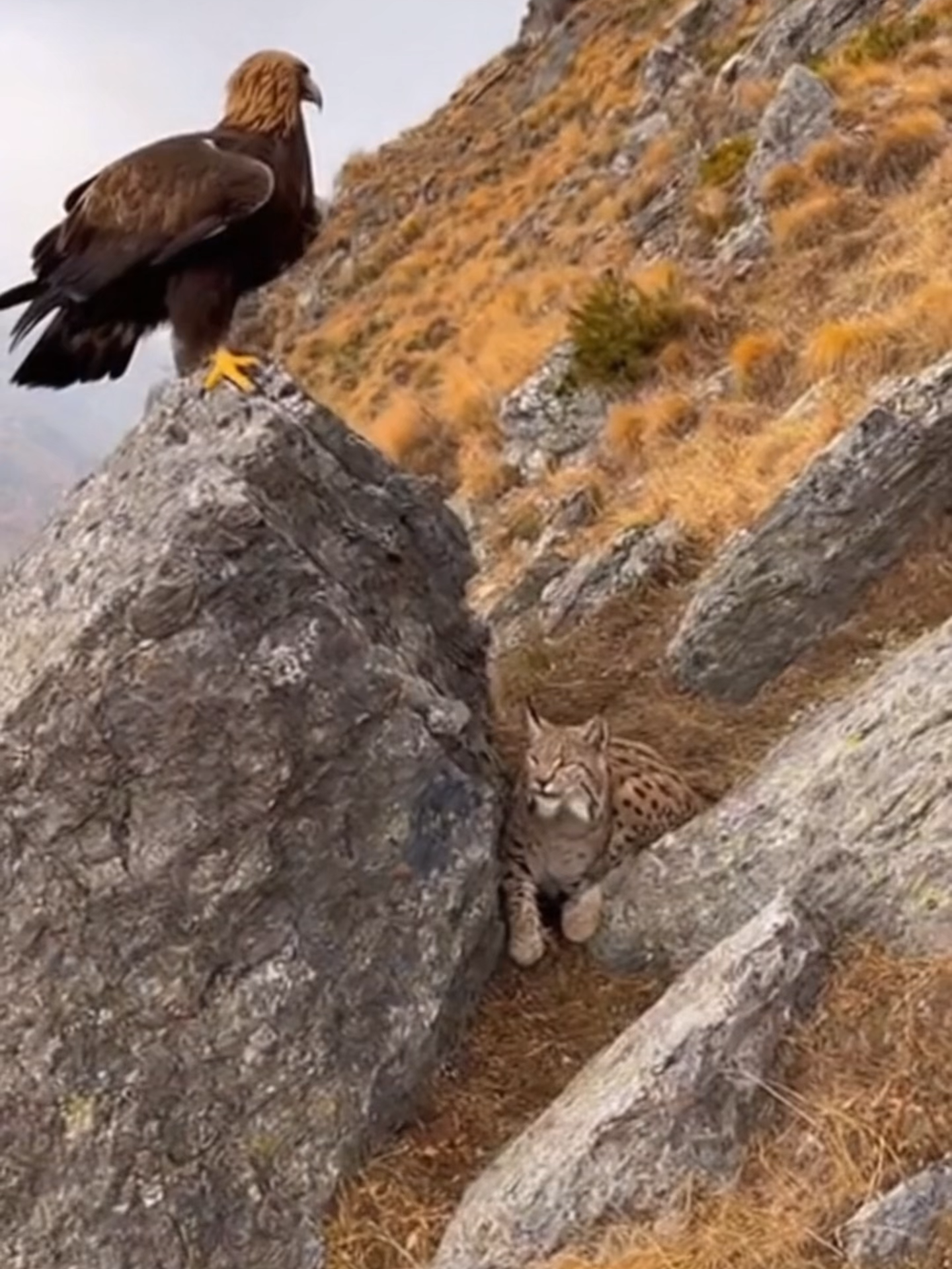 On a rocky slope in autumn, a lynx makes a bold move — but the eagle takes the sky.On a rocky slope in autumn, a lynx makes a bold move — but the eagle takes the sky.#GoldenEagle #LynxEncounter #AIWildlife #CinematicNature #MountainScene #InstinctsCollide #Sora2 #WildlifeShort #PredatorDrama