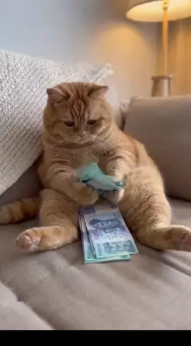 oyen bnyk duit😸#oyen #cat #catsoftiktok #fyppppppppppppppppppppppp 