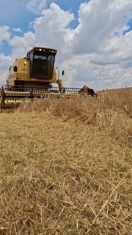 A toda vapor ⚙️🌱