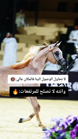 #خيول_عربية_اصيلة❤️🐎  #المصمم_بوهيبه🎬بوهيبه🎵  #مجرد________ذووووووق🎶🎵💞  #اقتباسات_عبارات_خواطر🖤🦋 