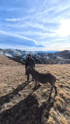 Mountain Donkey 😎      #donkey #insta360 #colorado #Hiking #mountains