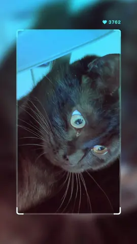 Mon chaton a 1 an aujourd'hui 😻🥰❤️ #chaton #portebonheur ##gattonero 