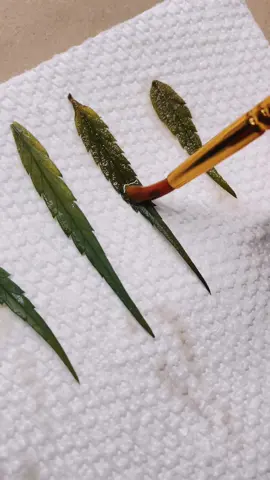 Green to Gold 🌱 Real Leaf preserved and transformed into wearable art ✨  Gold Dipped leaf earrings 🌱  Available on RasBoss.com  #plantmedicine #healingofthenation #highgrade #botanicaljewelry