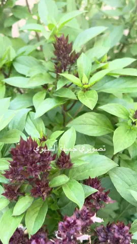 ‏مساك الله بالخير والفرح ‏متابعيني الله يسعدكم جميعا 