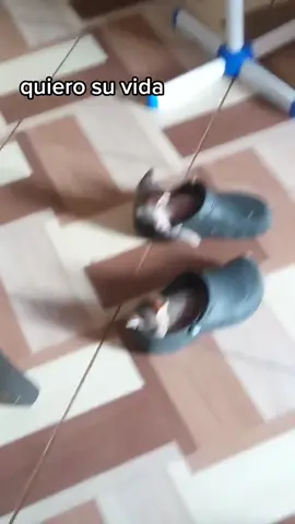 #parati #fyp #viraltiktok #humor #jajaj 