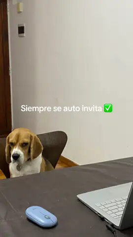 Cualquier similitud con la realidad es pura coincidencia 🐶🐾 #paratiiiiiiiiiiiiiiiiiiiiiiiiiiiiiii #tiktokargentina #rosalia #beagle 