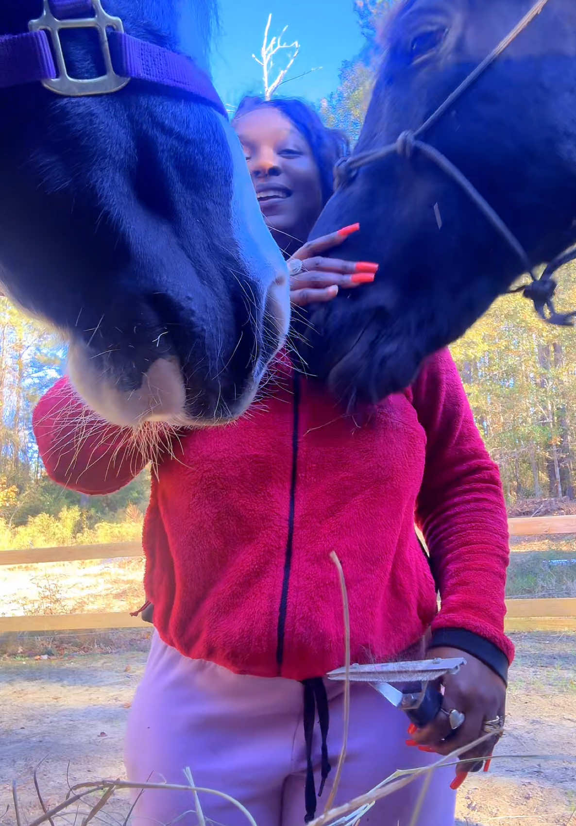 They act like they don’t have somewhere to be in a few #fyp #horsesoftiktoktok #foryou #animallover #animals 