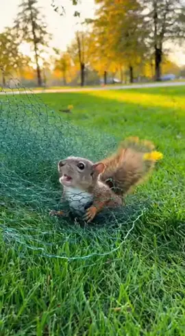 OMG! A tiny squirrel got caught in a net, crying for help! A super kind kid came to the rescue and now they're besties. So wholesome! #SquirrelRescue #KindnessMatters #AnimalLover #WholesomeContent #HappyEnding
