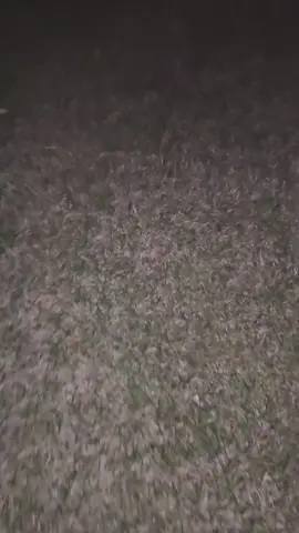 🐶x🦔 #pomeranian #cutedog #foryoupage❤️❤️ #dog #Sonic #hedgehog #chase #foruyou 