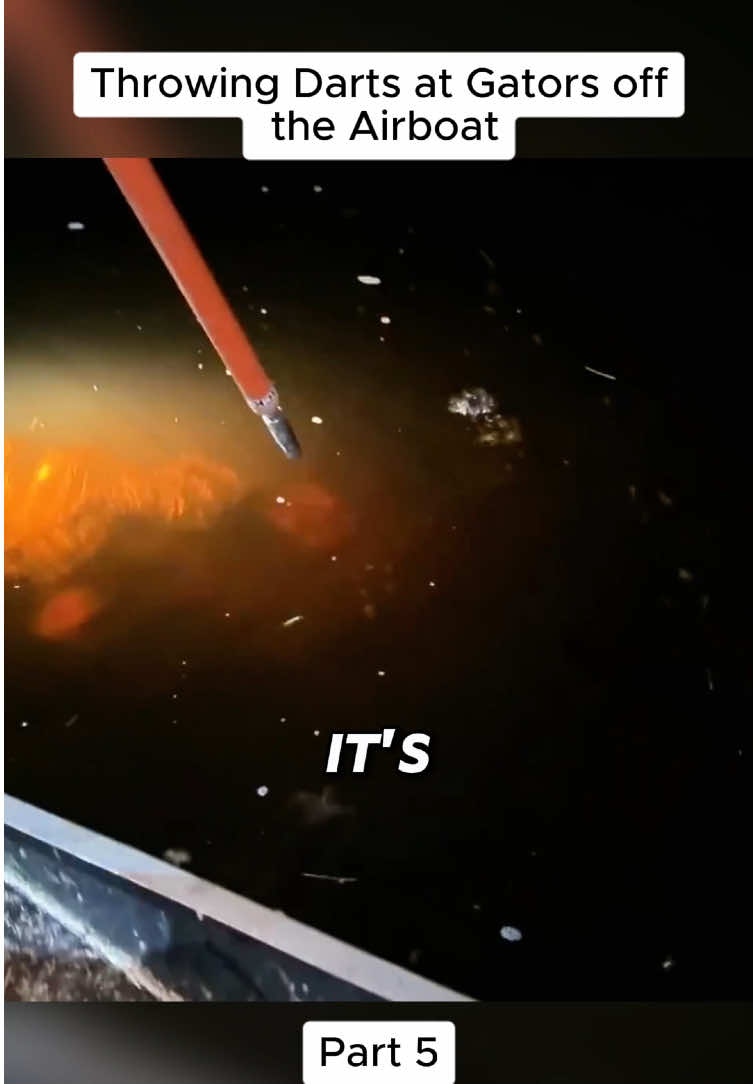 Throwing Darts at Gators off the Airboat #kellyyoung #fish #fishing #virul #fypシ