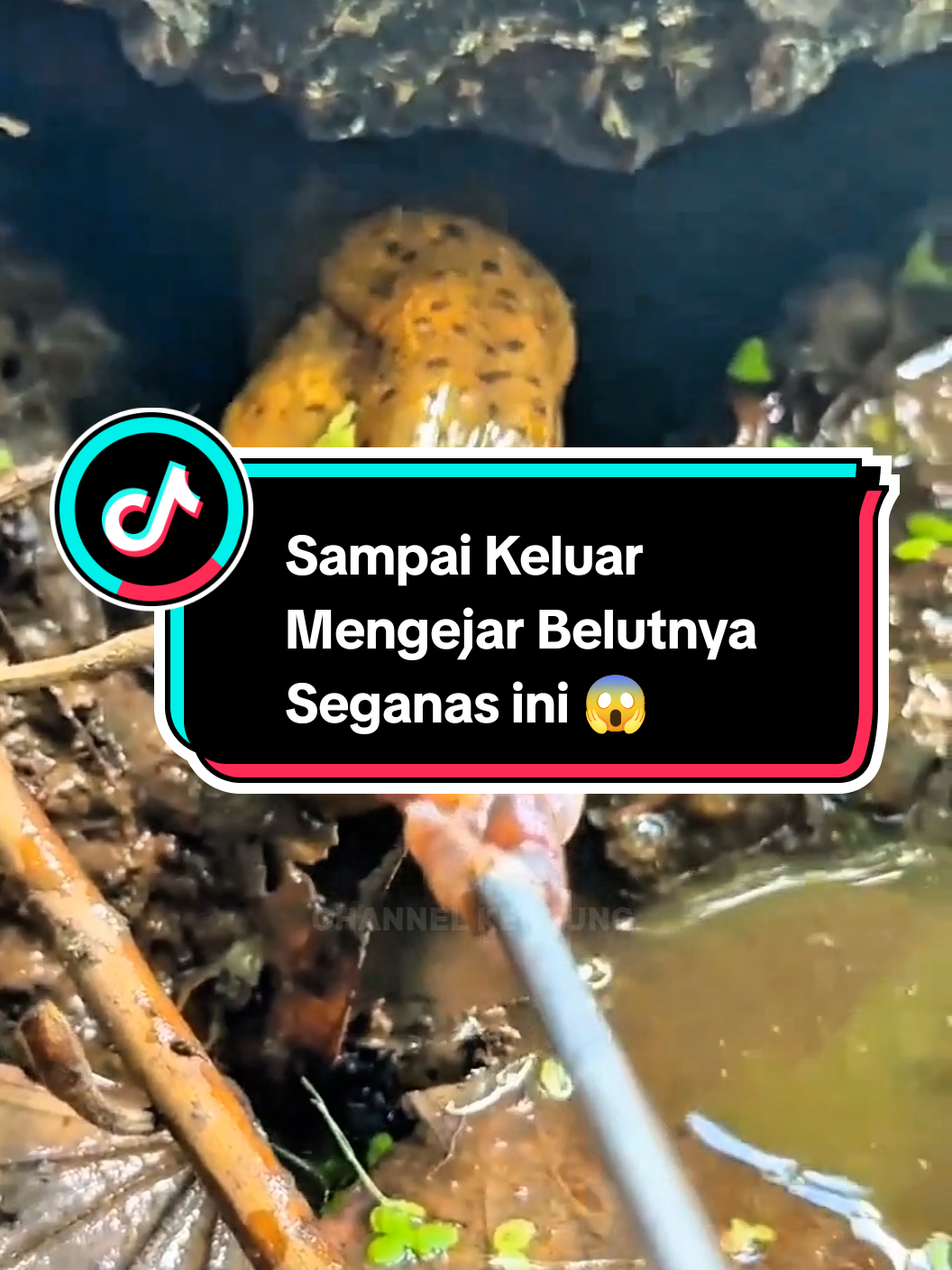 Belutnya Sampai Keluar Mengejar Umpan Cacing Belutnya Seganas ini 😱#mancingbelutsawah #belutbabon #belutmonster #trending #mancingbelut 