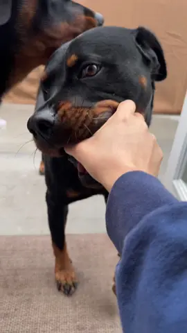 #rottweilersoftiktok #rotties #dogmom 