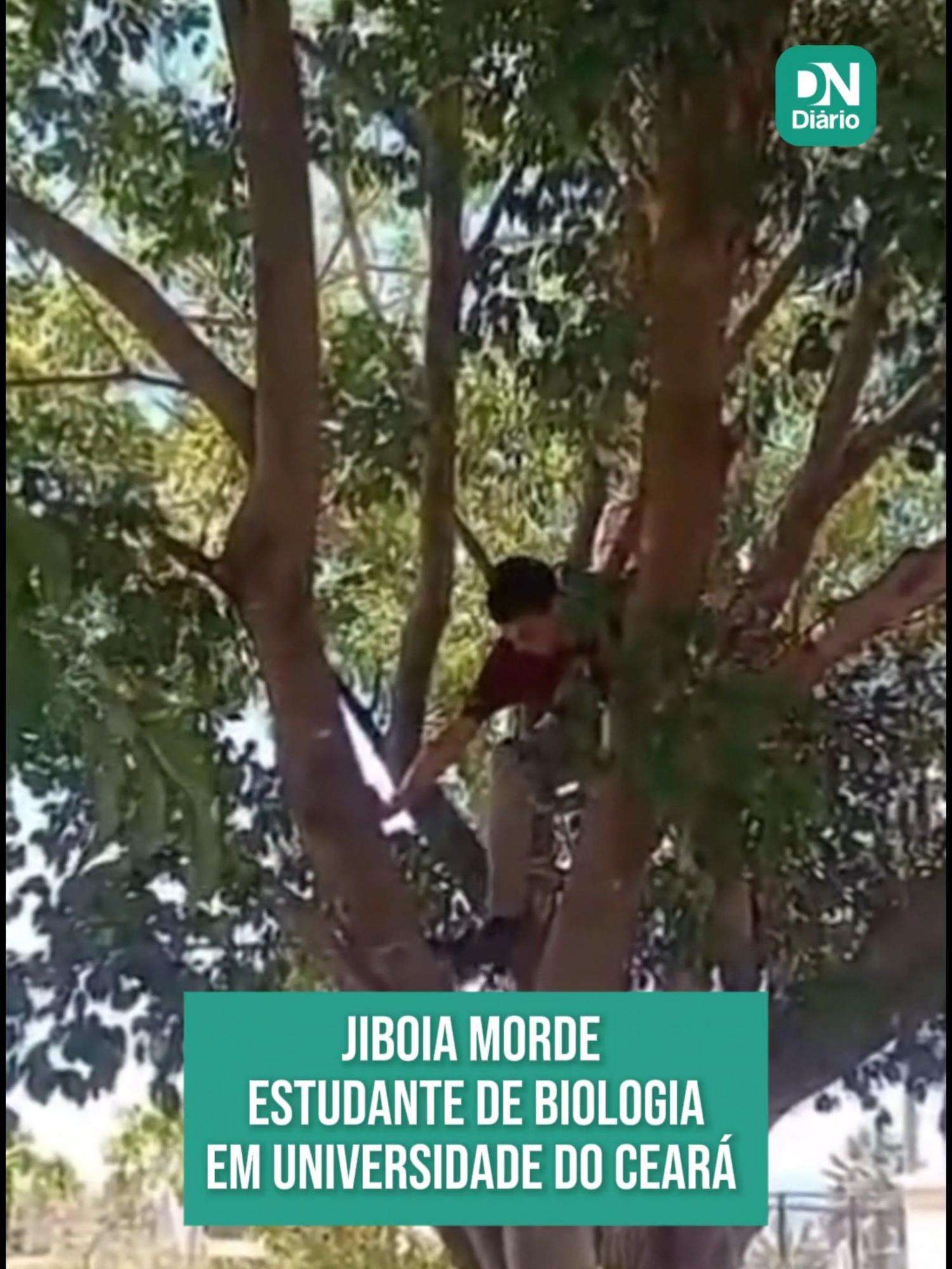 Um estudante do curso de biologia da Universidade Estadual Vale do Acaraú (UVA) sofreu uma mordida de uma jiboia no rosto após tentar manusear o animal, na tarde dessa quinta-feira (13). Em vídeo divulgado nas redes sociais, ele aparece nas dependências da instituição subindo em uma árvore para capturar a cobra. Ao Diário do Nordeste, a UVA informou que o jovem é integrante do grupo de estudos em herpetologia. O aluno recebeu atendimento médico e, segundo informações da instituição, encontra-se bem e se recupera em casa. Em nota divulgada pela instituição, a universidade informou que os discentes não estão autorizados a realizar manejo de fauna silvestre sem a devida permissão legal ou sem a supervisão de profissionais habilitados. A universidade alertou que práticas não autorizadas colocam em risco tanto a integridade das pessoas quanto o bem-estar dos animais. Saiba mais detalhes clicando em 'leia artigo'. (Vídeo: Reprodução/ Redes sociais) #cobra #jiboia #ceara #DiáriodoNordeste #tiktoknotícias