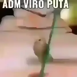 Papagaio Amazônico dançando 🎶🦜 🌳🌲🪩💳💵💸💰#short #shorts 