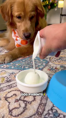 This is absolutely the most brilliant and creative invention among all the gifts for dogs!🥳🥳🥳 #licklick #DogGadget #gamechanger #dogmom #dogtreats 