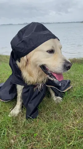 🤪😂😅🐾 #goldenretriever #trend #drole #chien #kway 