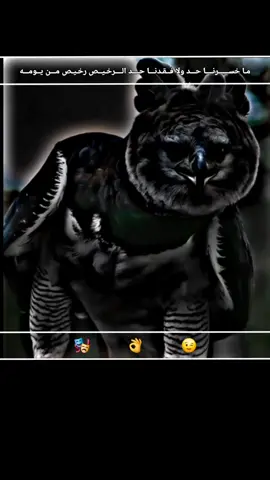 #تصميم_فيديوهات🎶🎤   #مصم #صِےـلےـوِحًے،، 