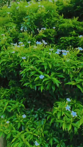 #foryou #tiktok #Viral #foryou #❤❤❤🥰🥰🥰☺☺☺☺🖤🖤🖤🖤🖐🖐🖐 