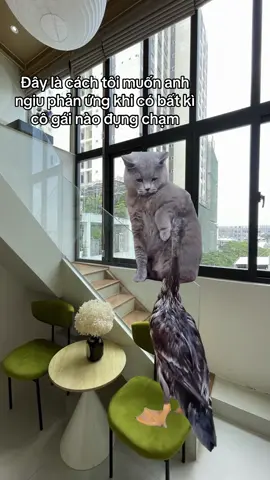 Hong làm theo đi ha #dreamsshomestay #homestaysaigon #haihuoc #meme #viral 