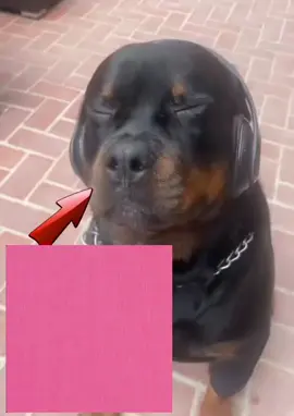 #CapCut bro knows ball (song: ilyTOMMY - Princess Bubblegum) #ilytommy #ilytommyprincessbubblegum #dogsoftiktok #tiktok 