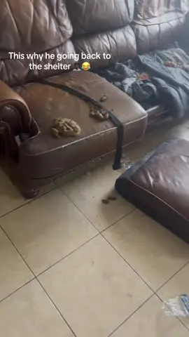 This not his first time bye …#fyp      Yall are so annoying assuming shii my dog is well taken care of ….