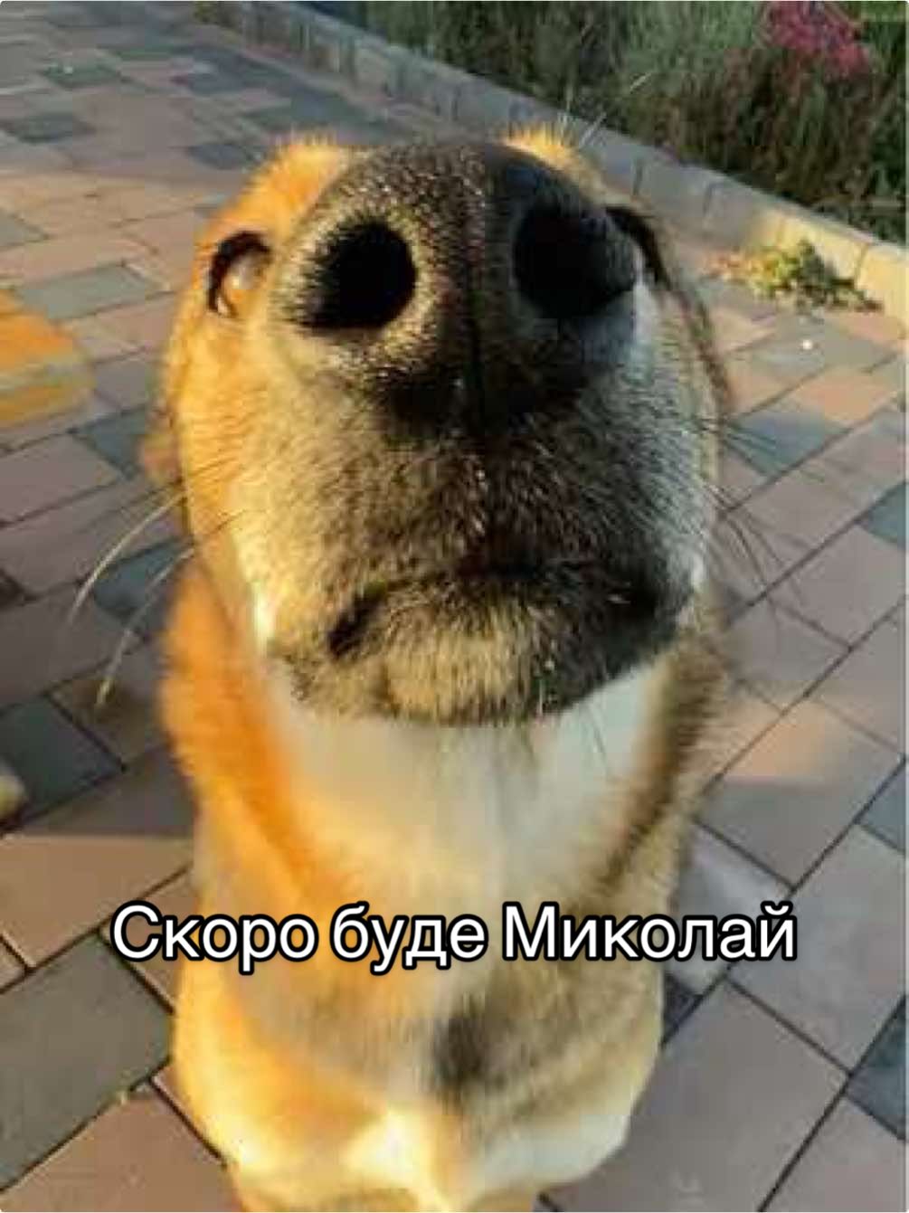 #скоробудемиколай #смішнісобаки #смішнікоти #dogsofttiktok #catsoftiktok 