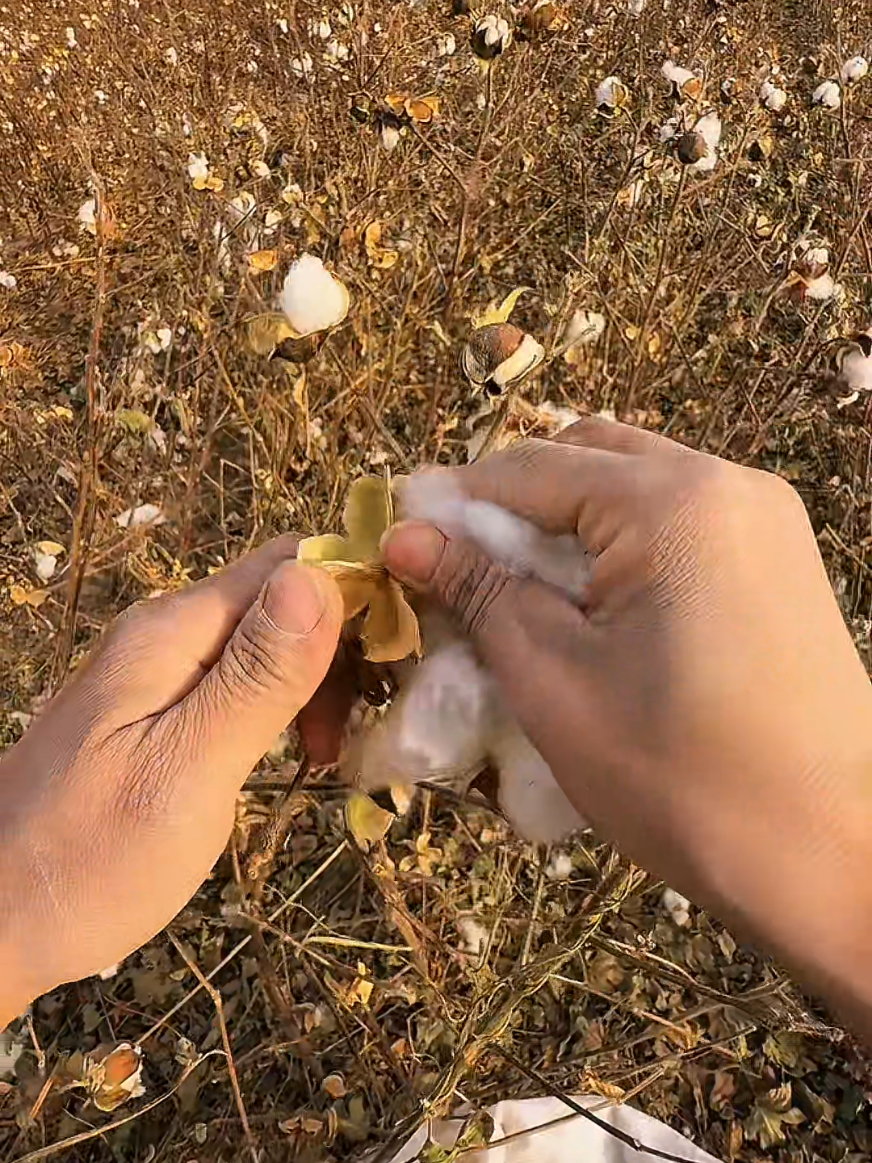Harvesting cotton gossypium plant #cottonfarming  #farminglife #agriculture  #harvesting  #satisfyingvideos 