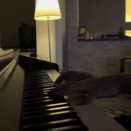 #اكسبلورexplore #foryou #fyp #piano #pov 
