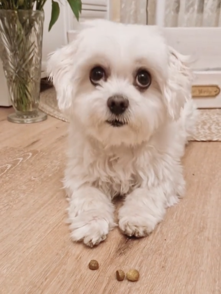 3, 2, 1... 🍪🍪🍪 #prinzjerry #maltese #cutedog #dog #hund 