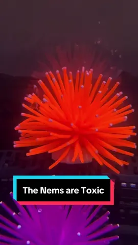 Replying to @aestival not what I expected #clownfishbreeding #clownfish #babyclownfish 