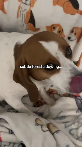 jalapeño cheddar sourdough + beagle edition 🫠😔 #sourdough #beaglemom #subtleforeshadowing #baddogclub #dogmomlife 