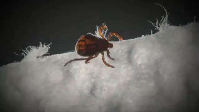 (11/14/25) A death in #NewJersey is now being called the first-ever linked to a meat #allergy caused by a #tick bite. Doctors say a 47-year-old man who died last summer had a severe reaction to a steak after spending a day in the outdoors. He became severely ill but recovered, so he thought nothing of it. Then, two weeks later, he died after eating a hamburger. The allergy is known as 